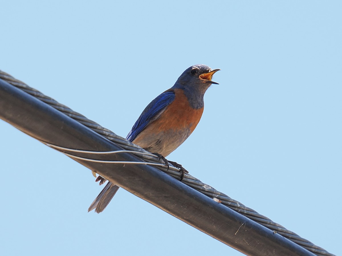 Western Bluebird - ML638540615