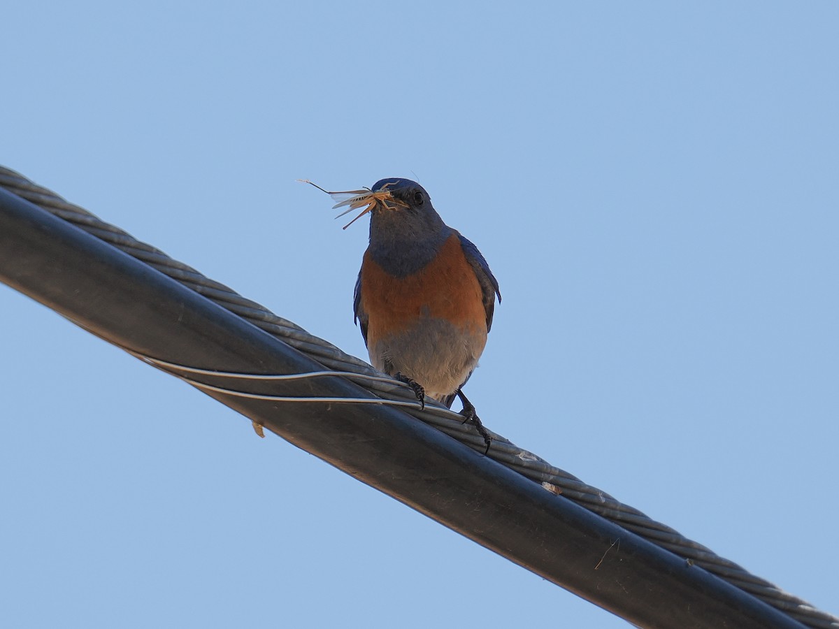 Western Bluebird - ML638540616
