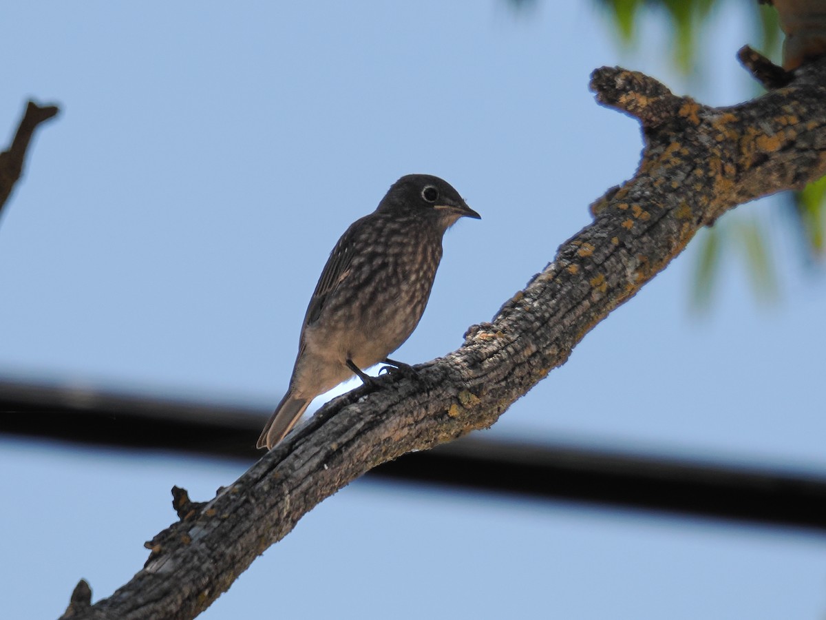 Western Bluebird - ML638540617