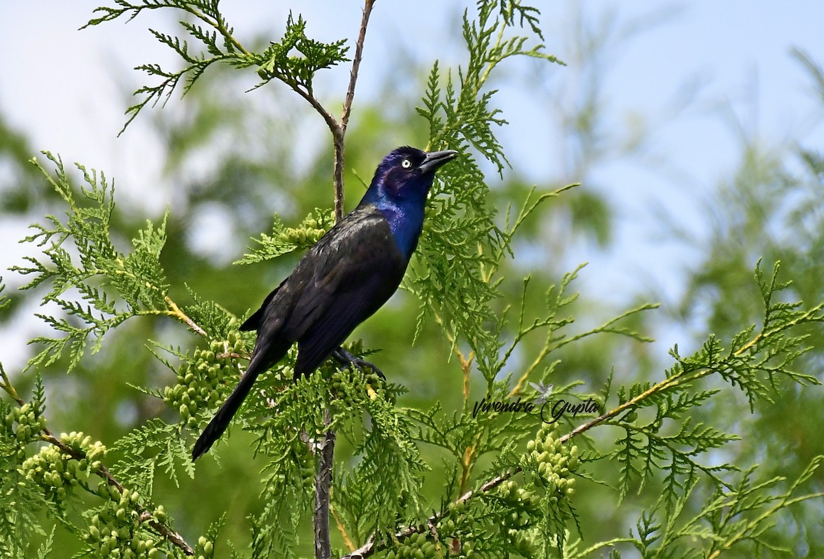 Common Grackle - ML638540622
