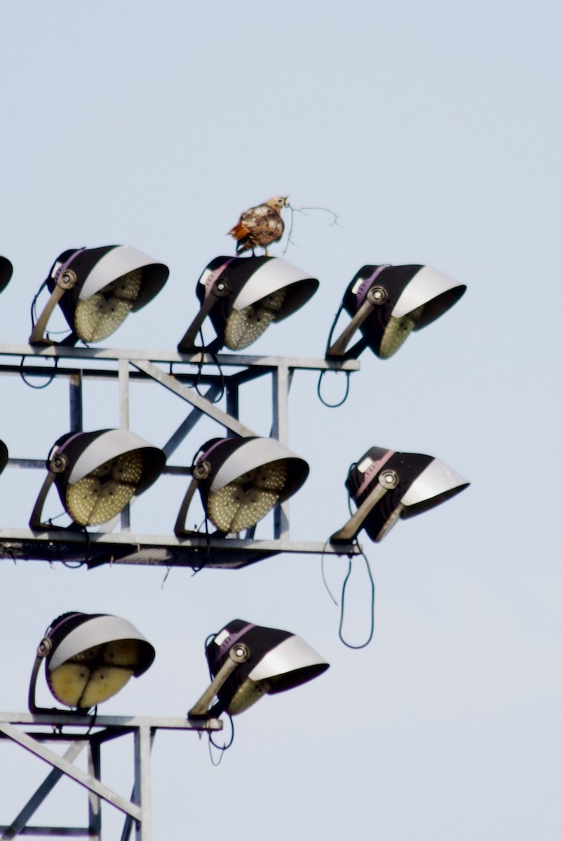 Red-tailed Hawk - ML638540644
