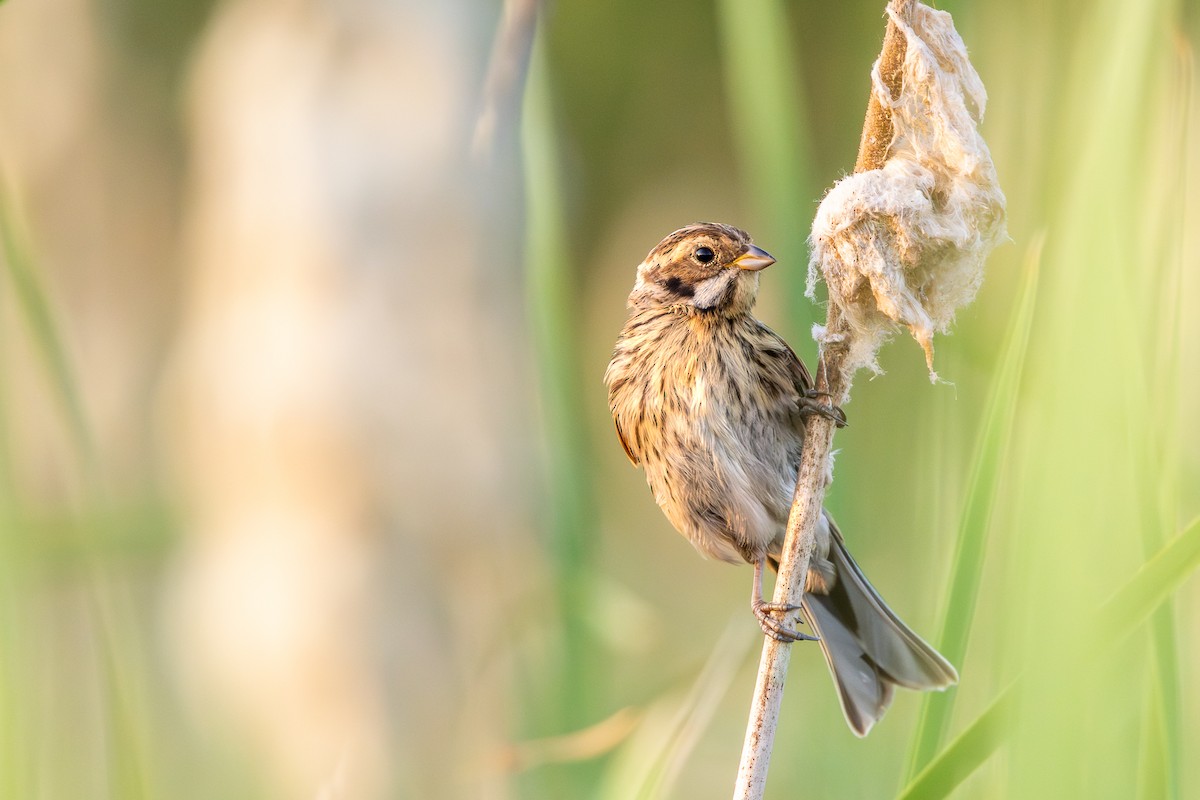 Reed Bunting - ML638540673