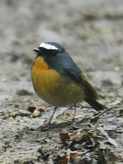 Snowy-browed Flycatcher - ML638540706