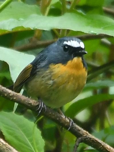 Snowy-browed Flycatcher - ML638540707