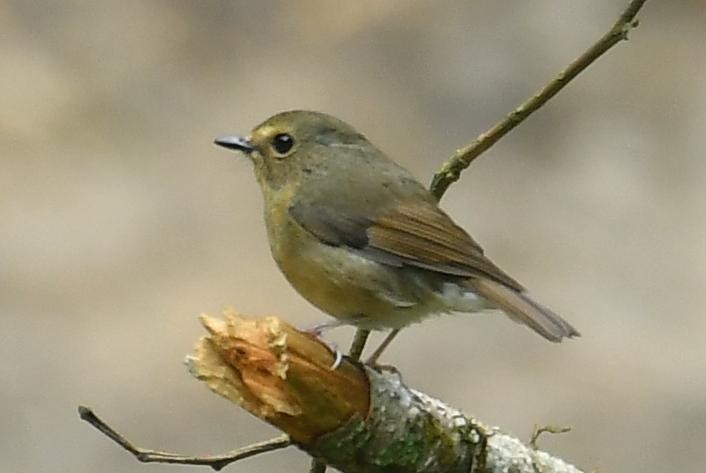 Snowy-browed Flycatcher - ML638540708