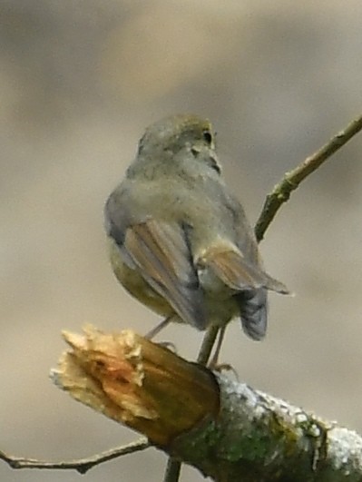 Snowy-browed Flycatcher - ML638540709