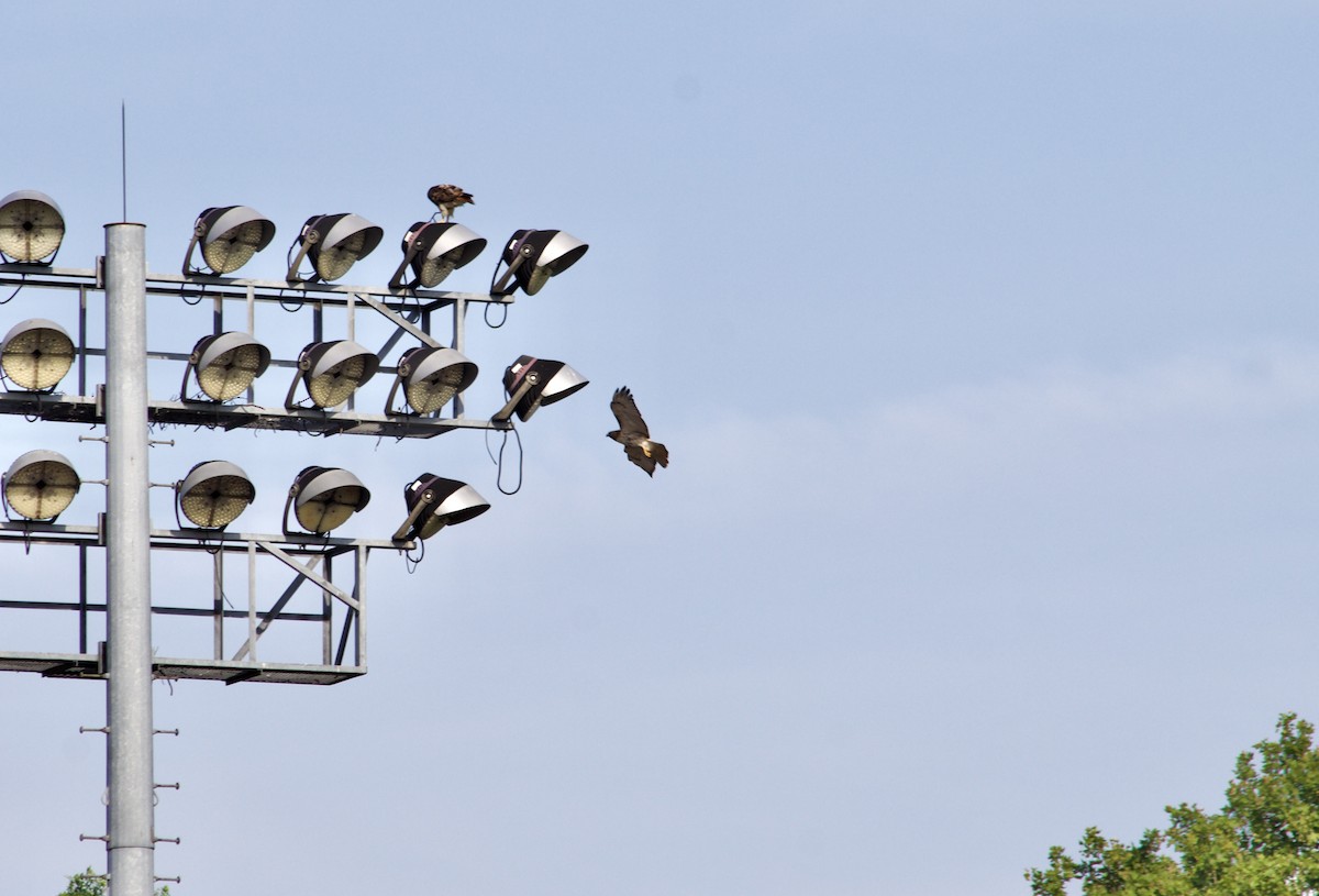 Red-tailed Hawk - ML638540788