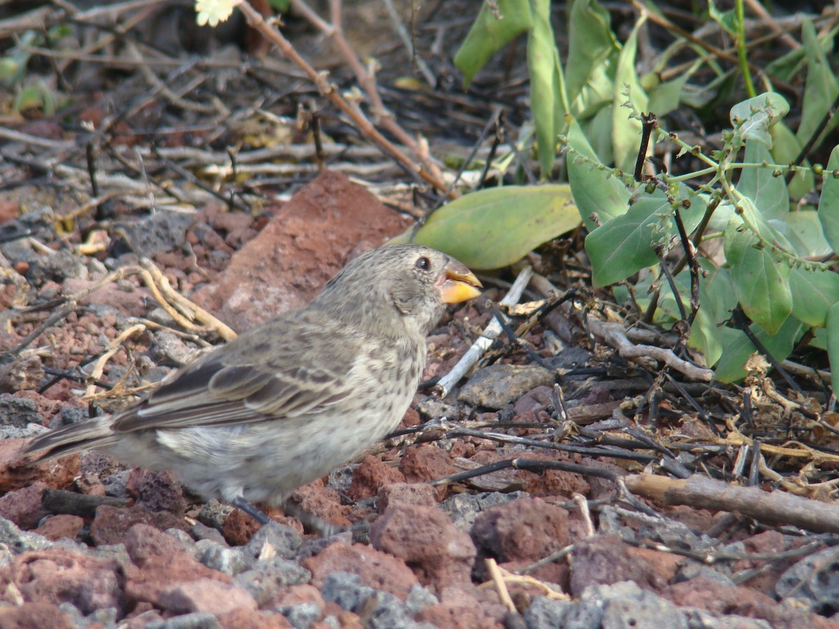 Medium Ground-Finch - ML638540789