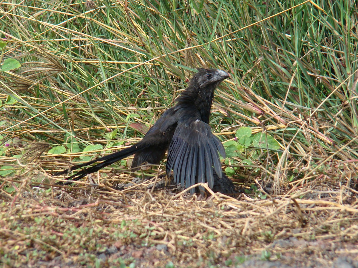 Smooth-billed Ani - ML638540813
