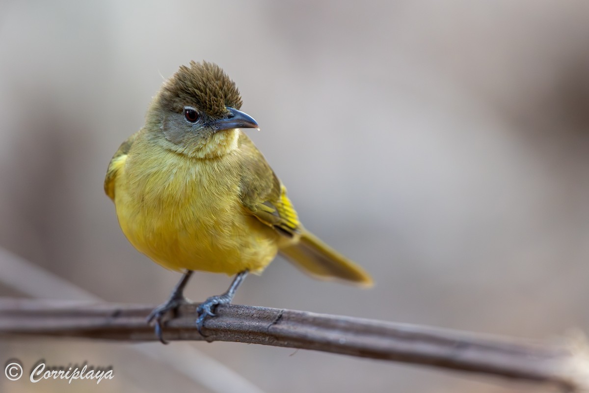 Yellow-bellied Greenbul - ML638540820
