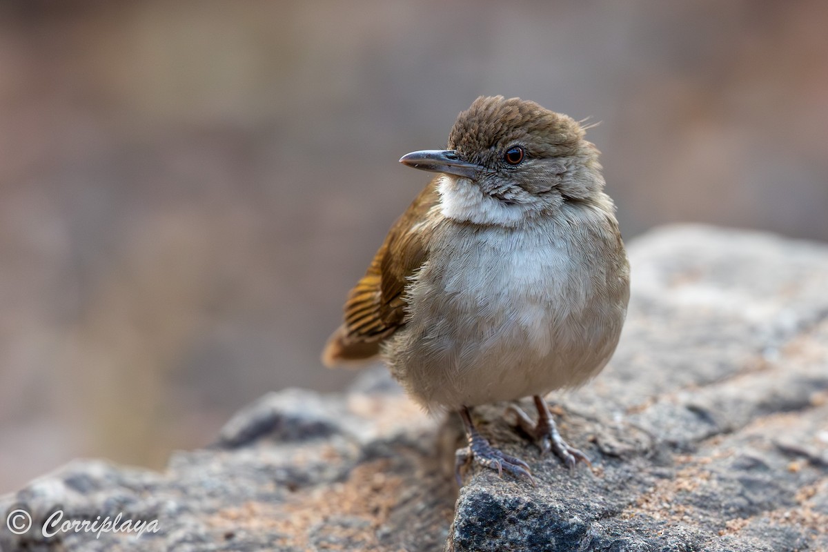 Terrestrial Brownbul - ML638540822