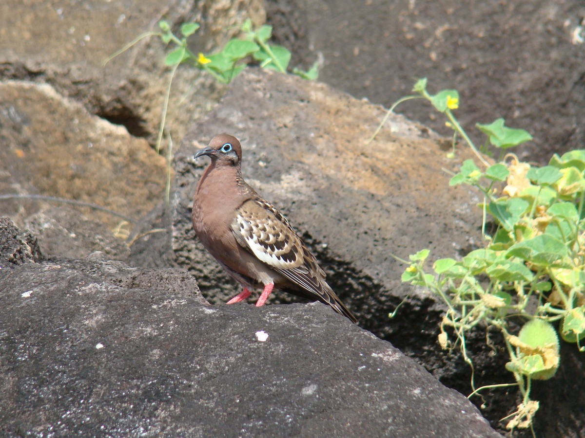 Galapagos Dove - ML638540824