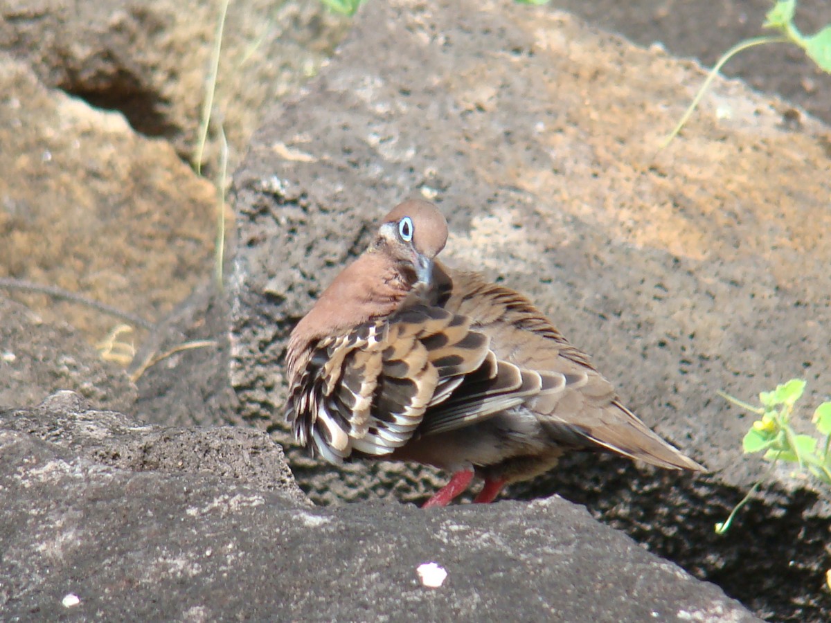 Galapagos Dove - ML638540829