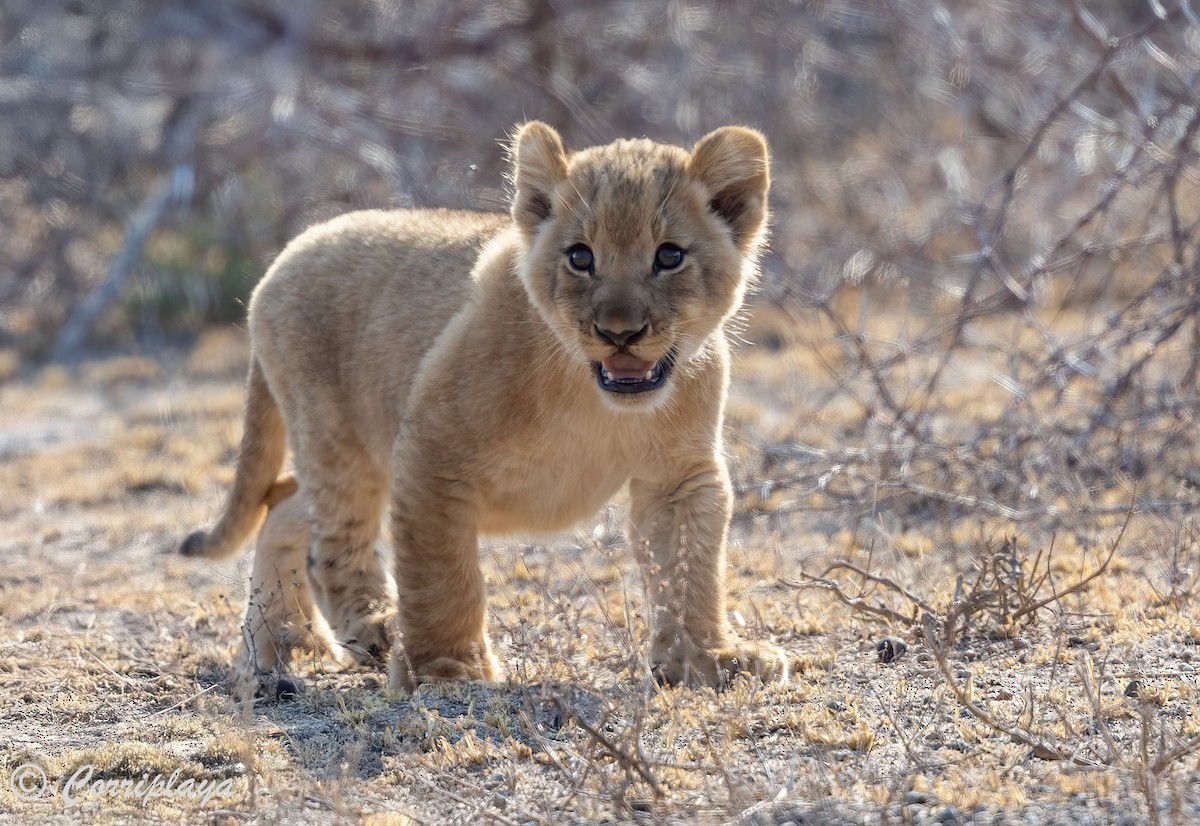 Southern Lion - ML638540850