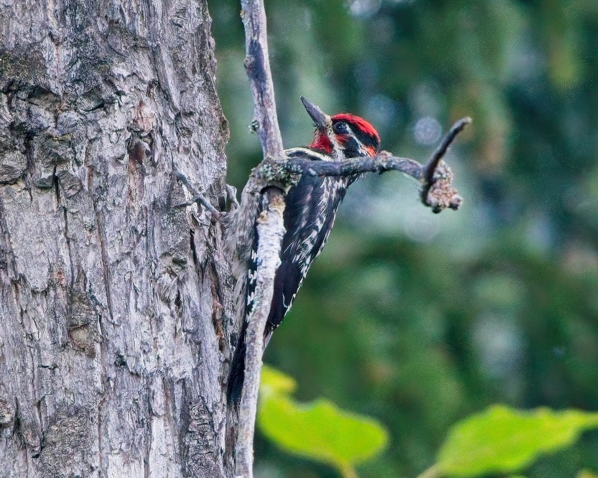 Red-naped Sapsucker - ML638540866