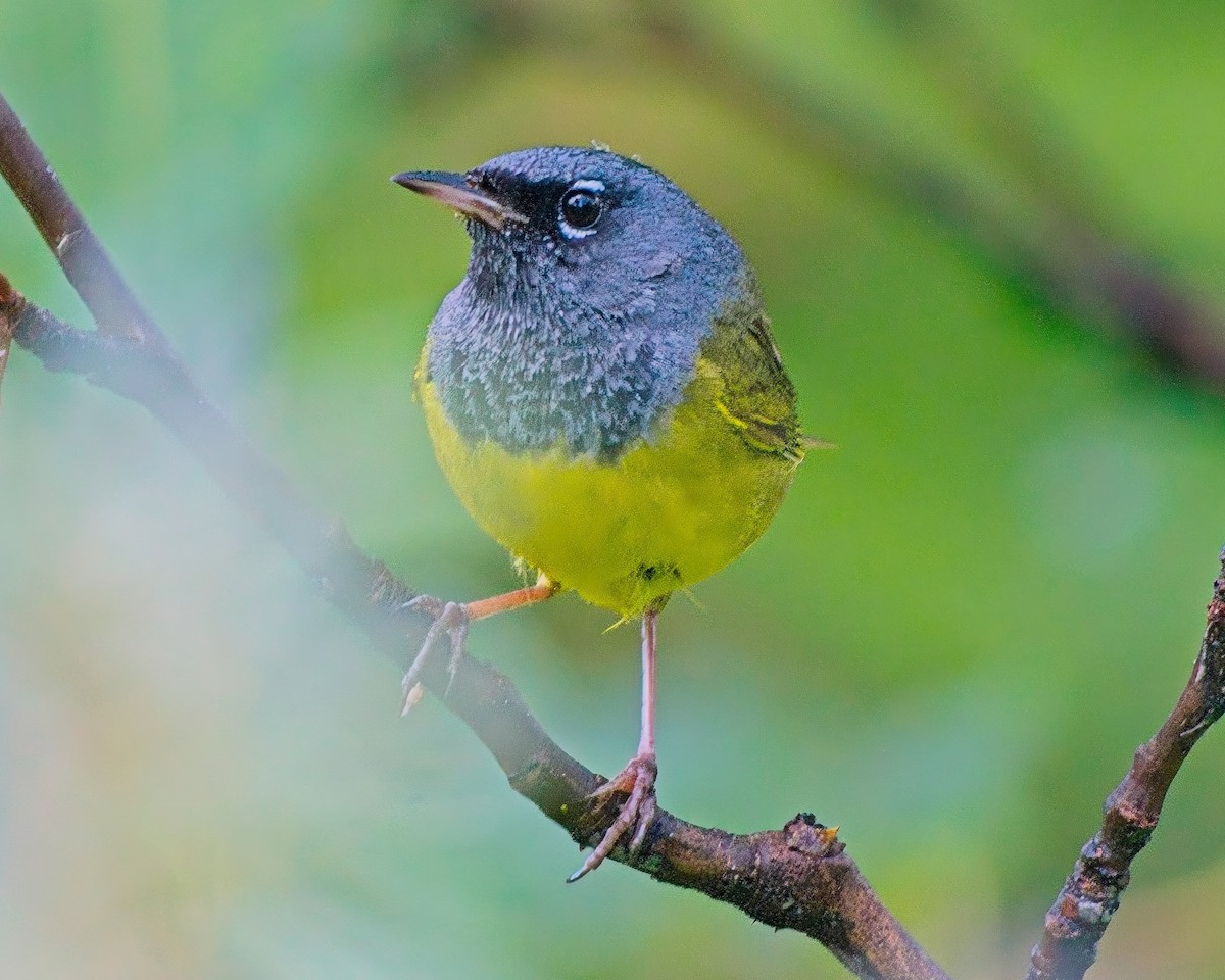 MacGillivray's Warbler - ML638540872
