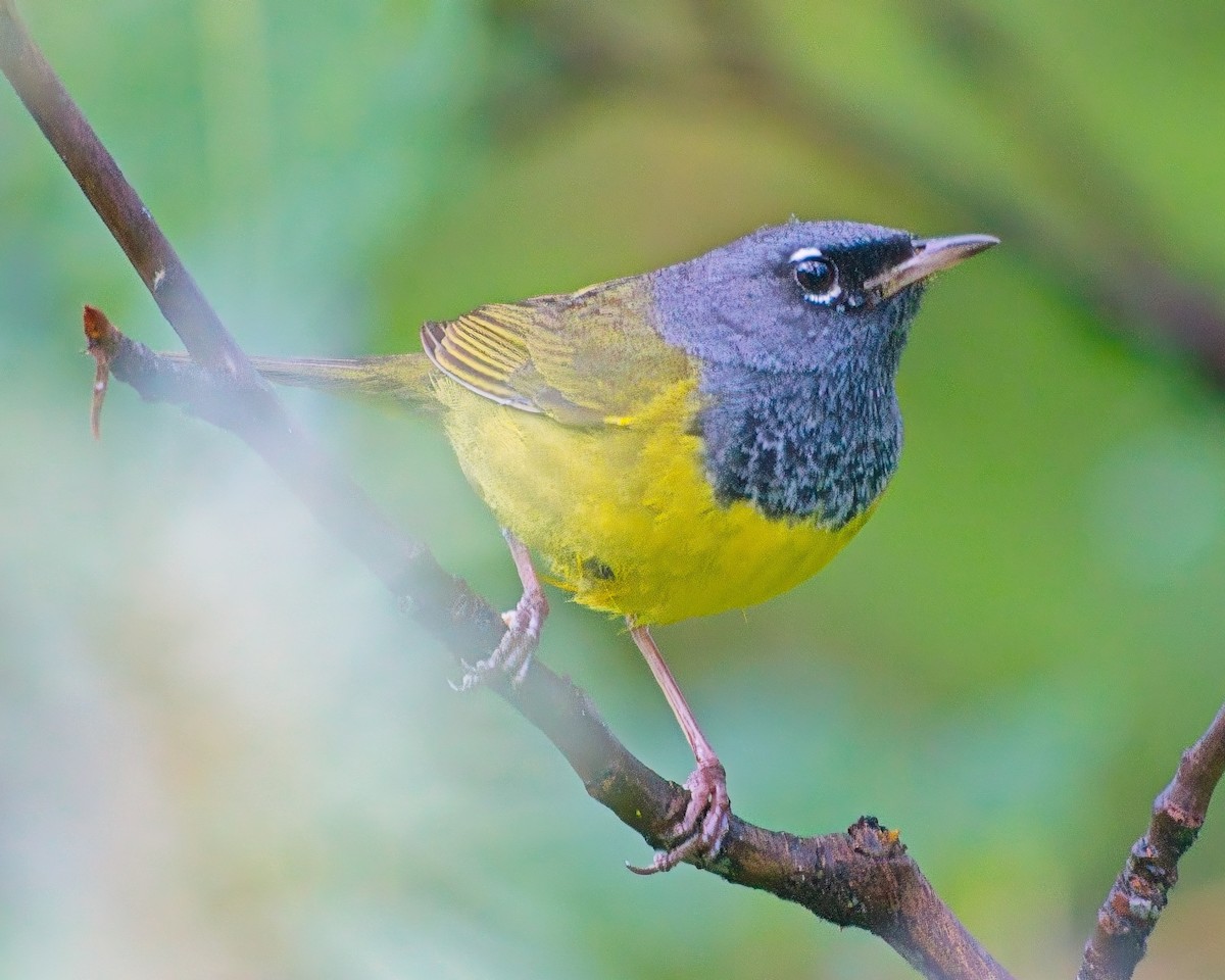 MacGillivray's Warbler - ML638540874