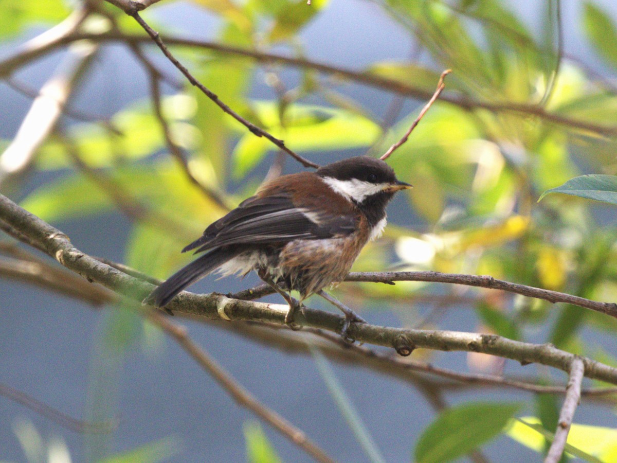 sýkora hnědohřbetá - ML638540910