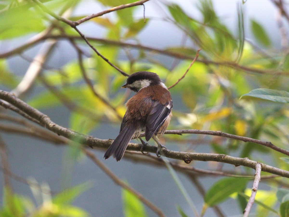 sýkora hnědohřbetá - ML638540911