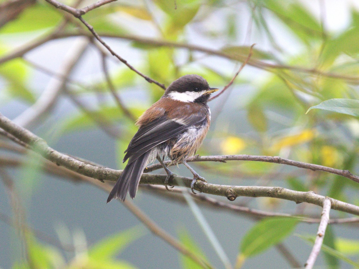 sýkora hnědohřbetá - ML638540912