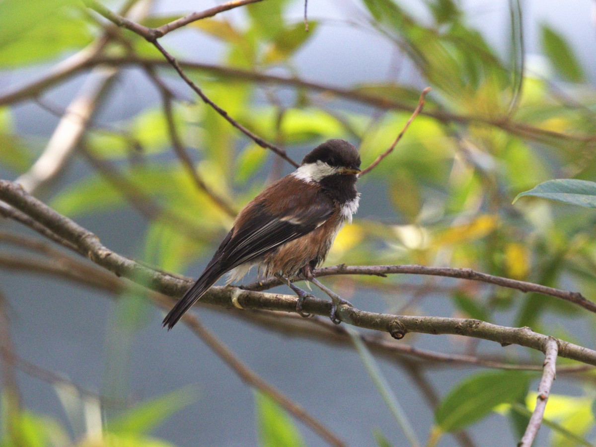 sýkora hnědohřbetá - ML638540913