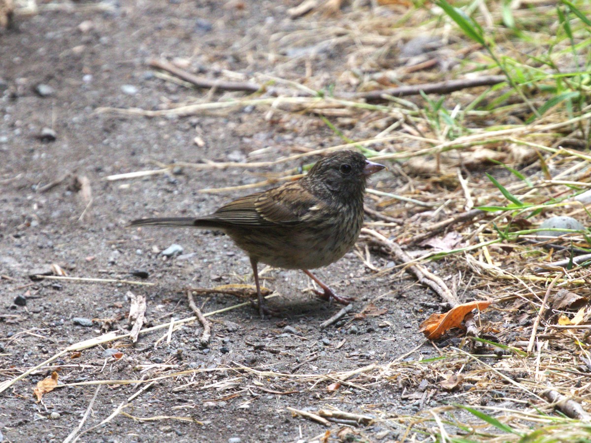 strnadec zimní [skupina oreganus] - ML638540919