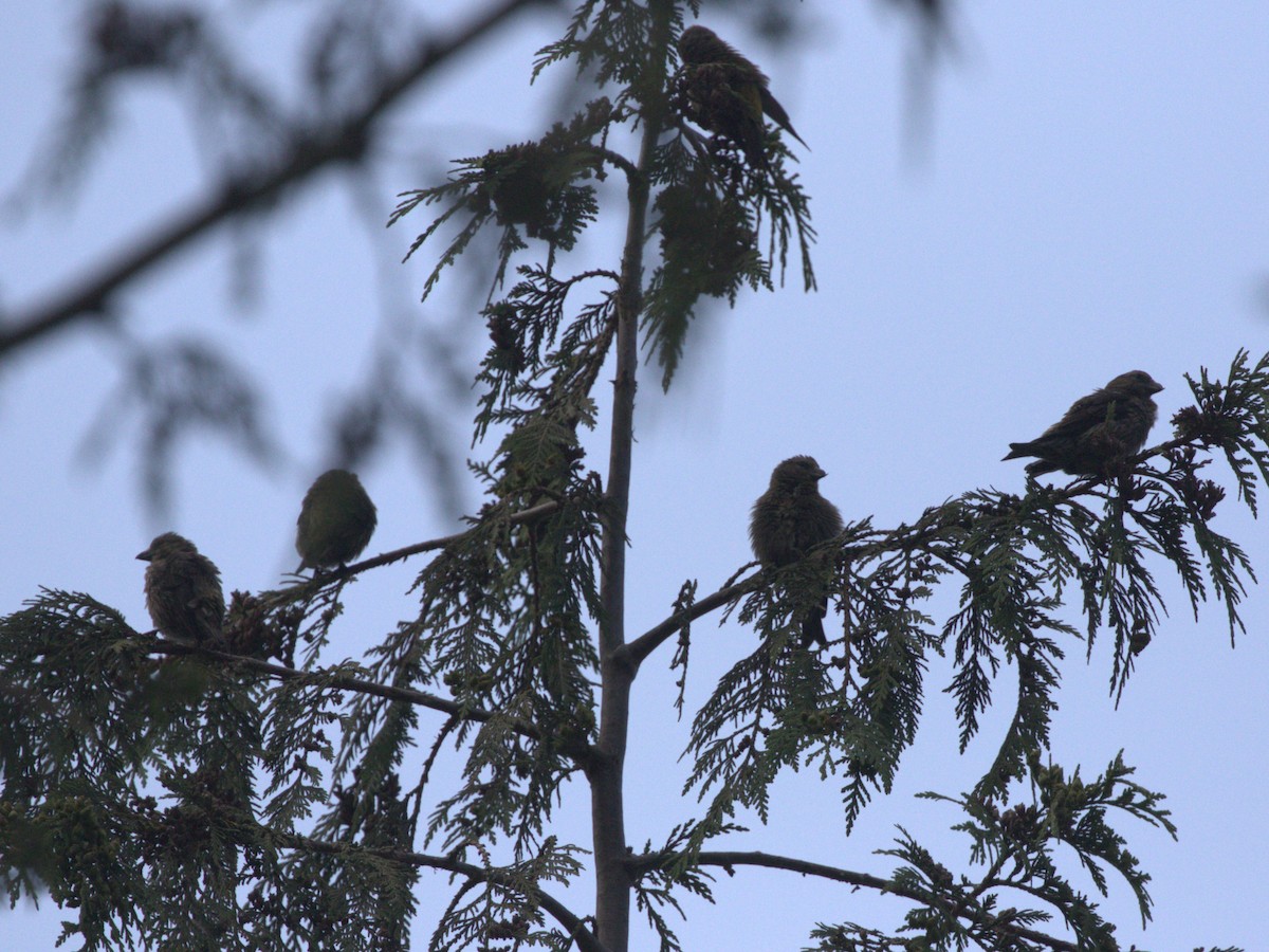 křivka obecná (typ 3) - ML638540926