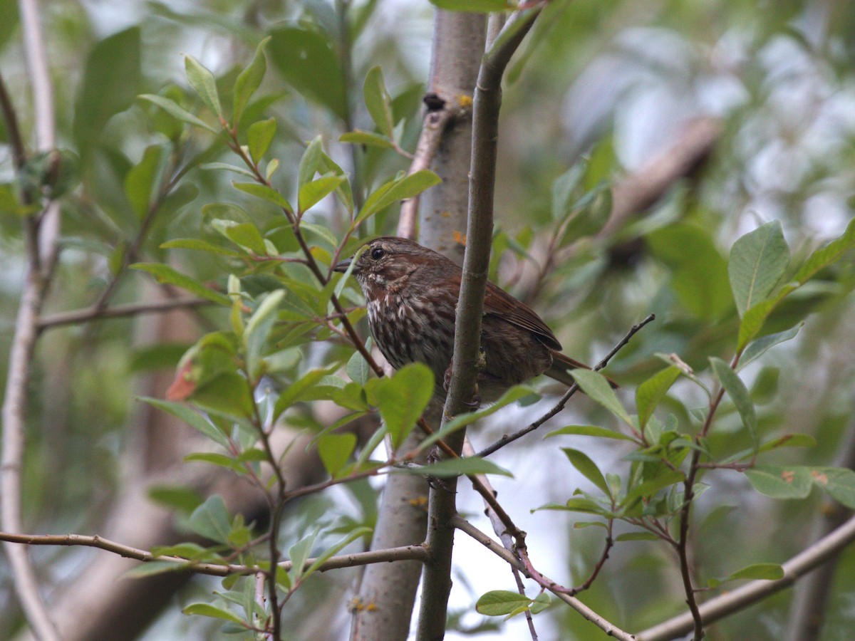 strnadec zpěvný [skupina rufina] - ML638540932