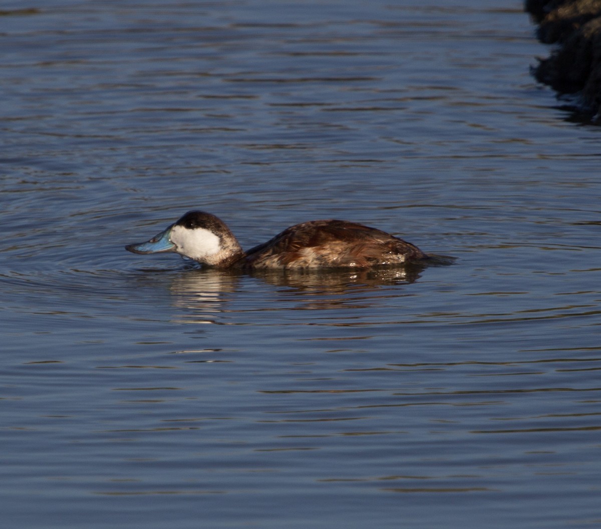 Ruddy Duck - ML638540945