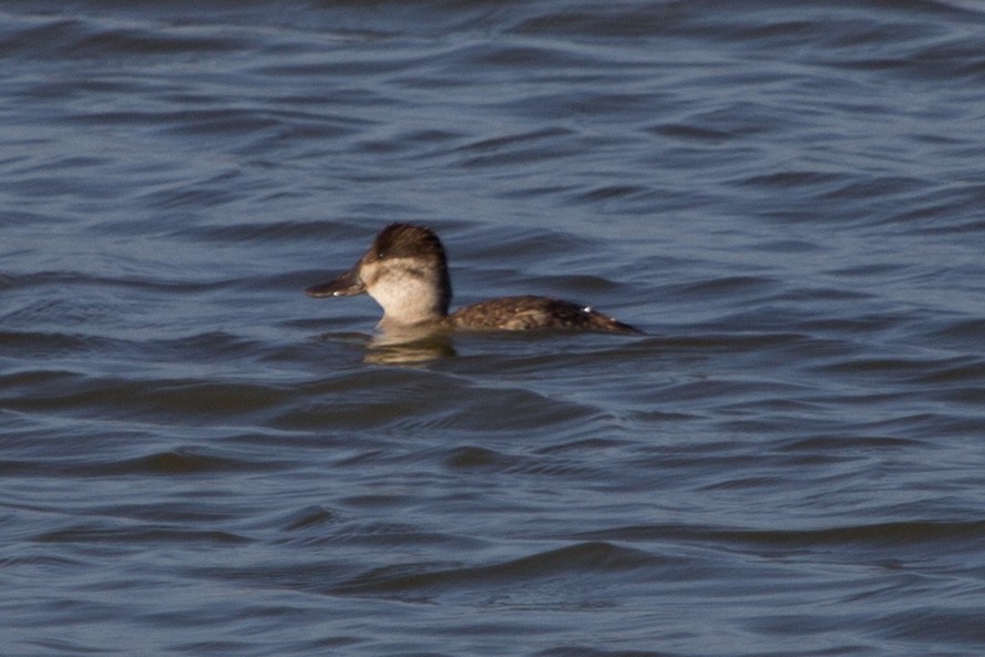 Ruddy Duck - ML638540946