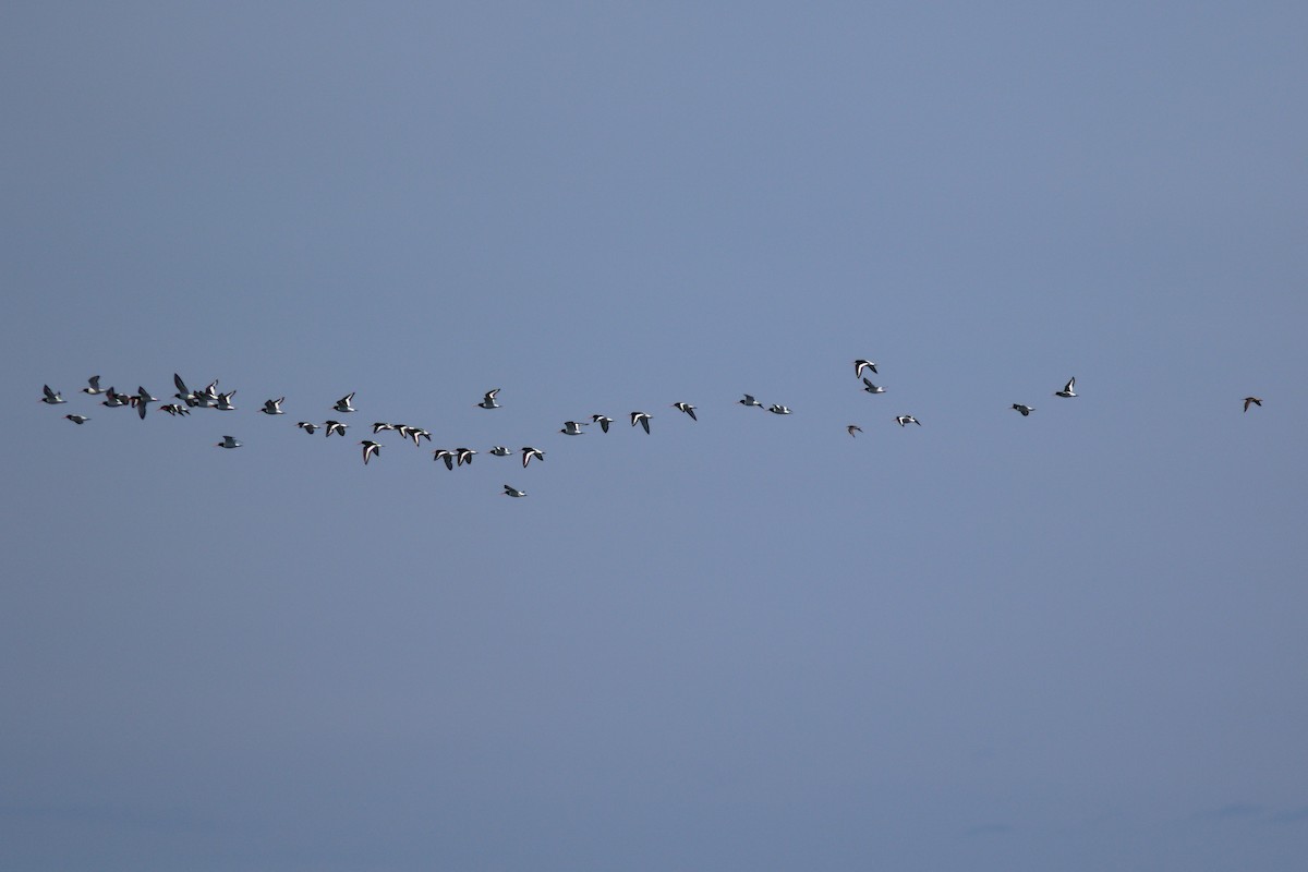 Eurasian Oystercatcher - ML638540948