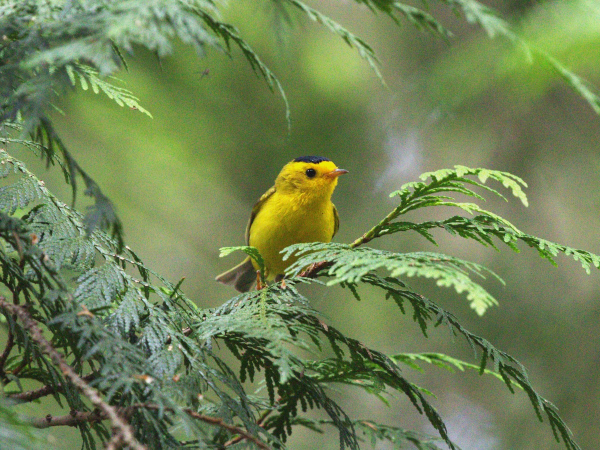 lesňáček čepičatý - ML638540953