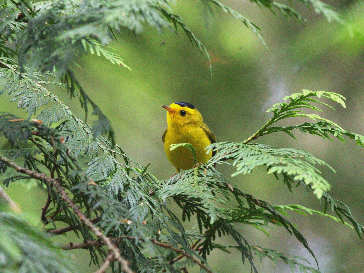 lesňáček čepičatý - ML638540954