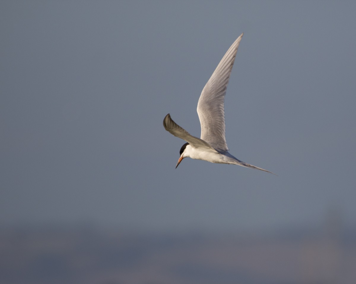 Forster's Tern - ML638540959