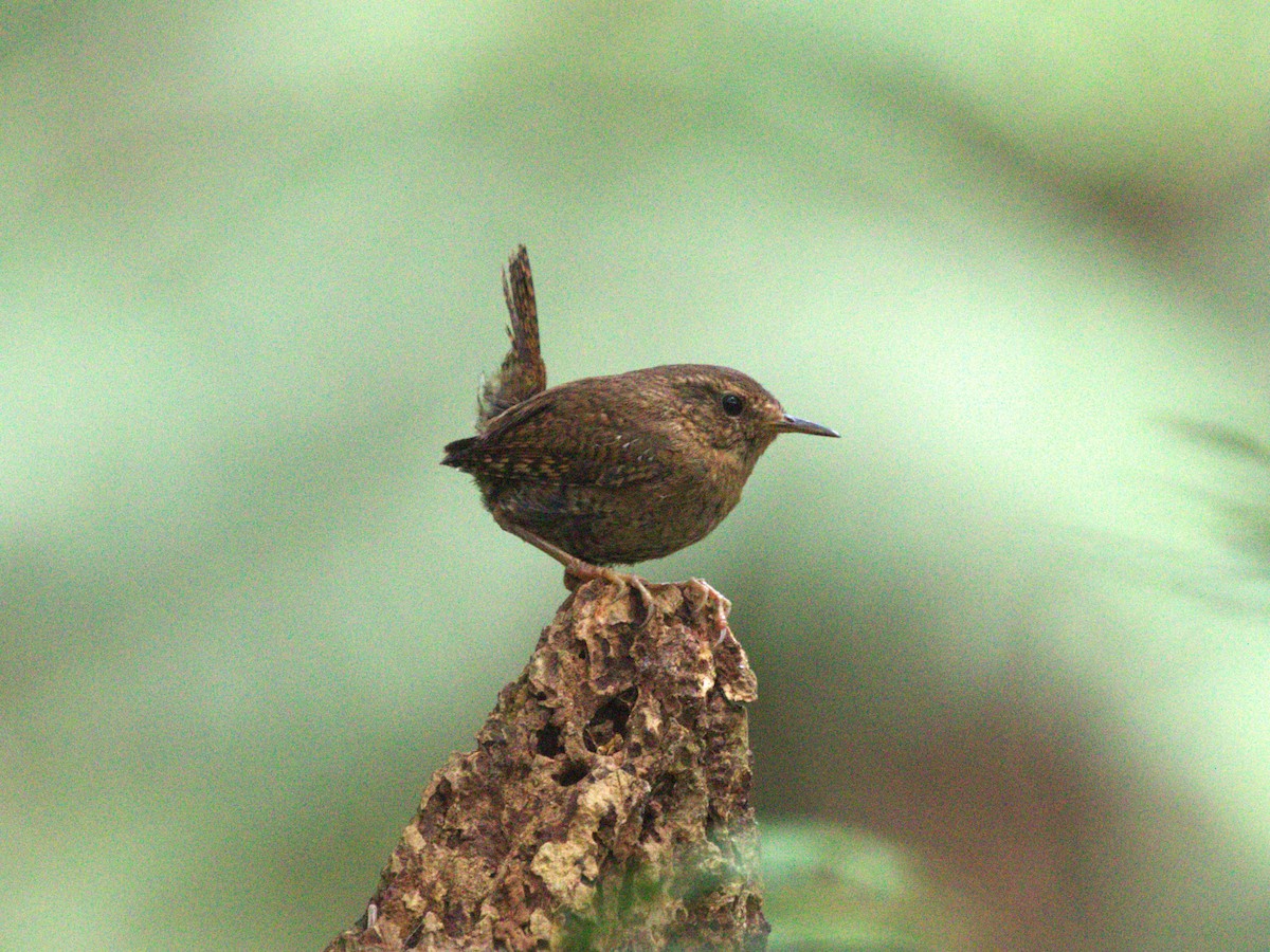 střízlík pacifický (ssp. pacificus) - ML638540960