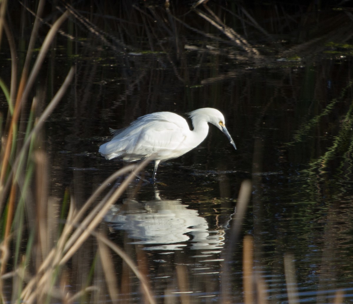 Snowy Egret - ML638540962