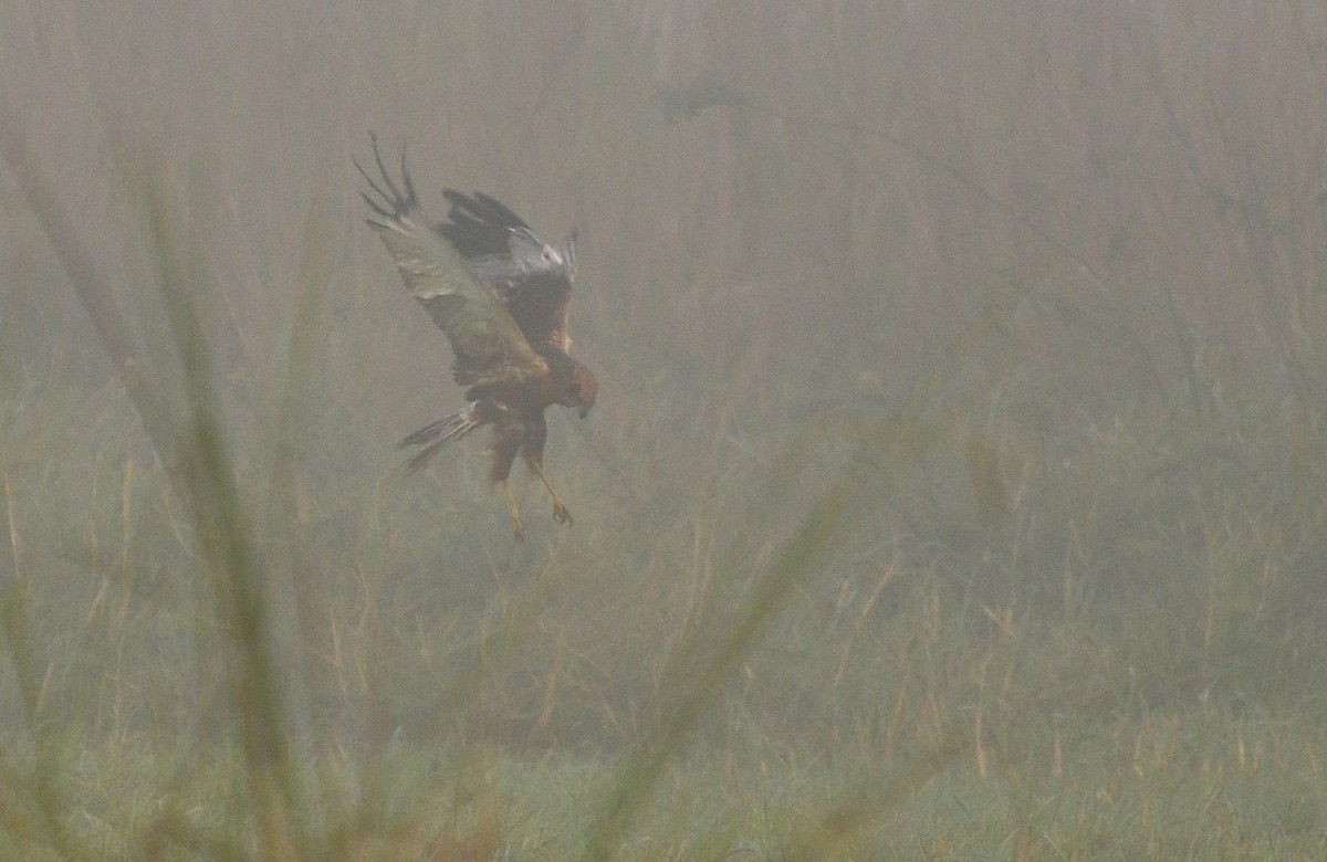 Western Marsh Harrier - ML638541006