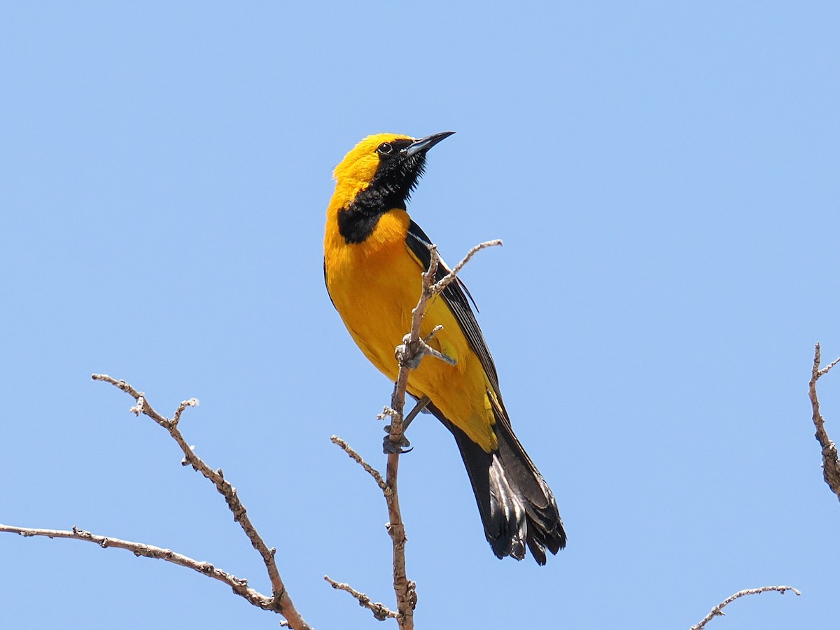 Hooded Oriole - ML638541011