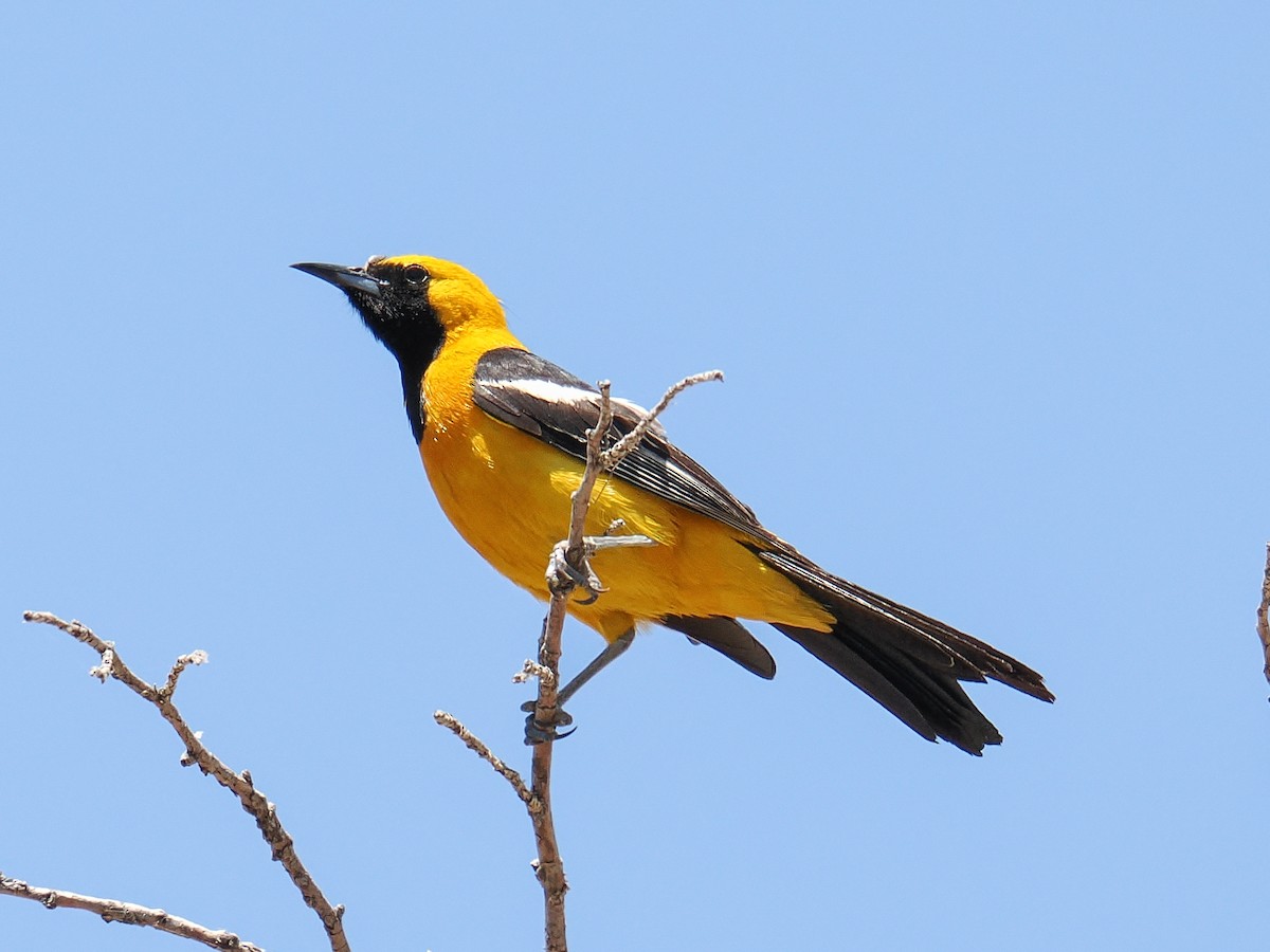 Hooded Oriole - ML638541013