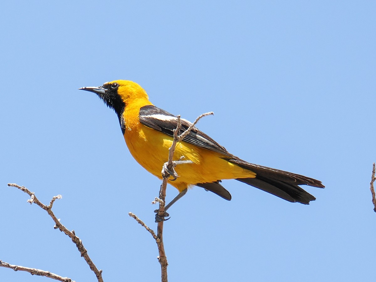 Hooded Oriole - ML638541014