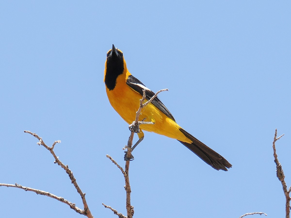 Hooded Oriole - ML638541015