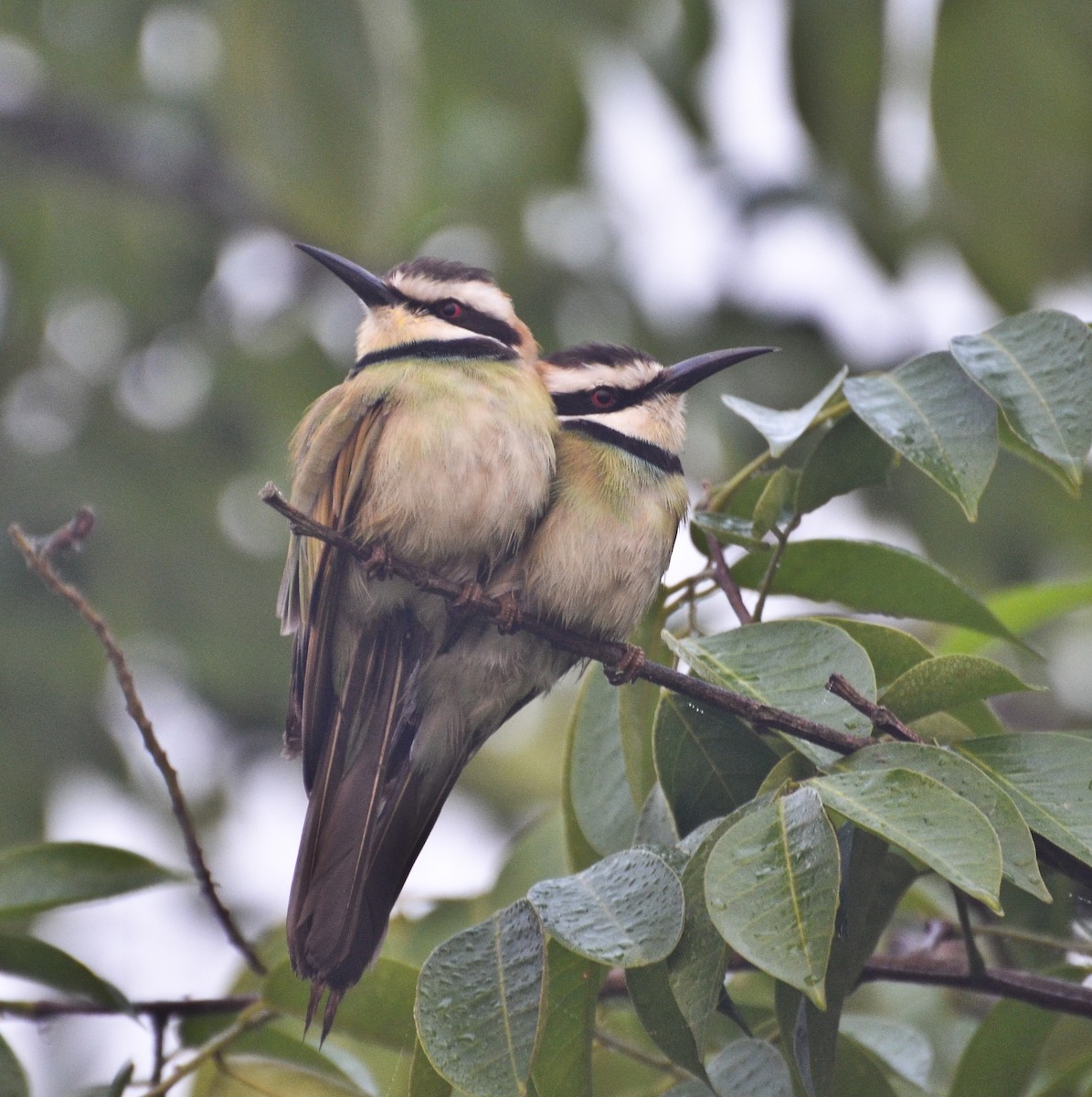 White-throated Bee-eater - ML638541016