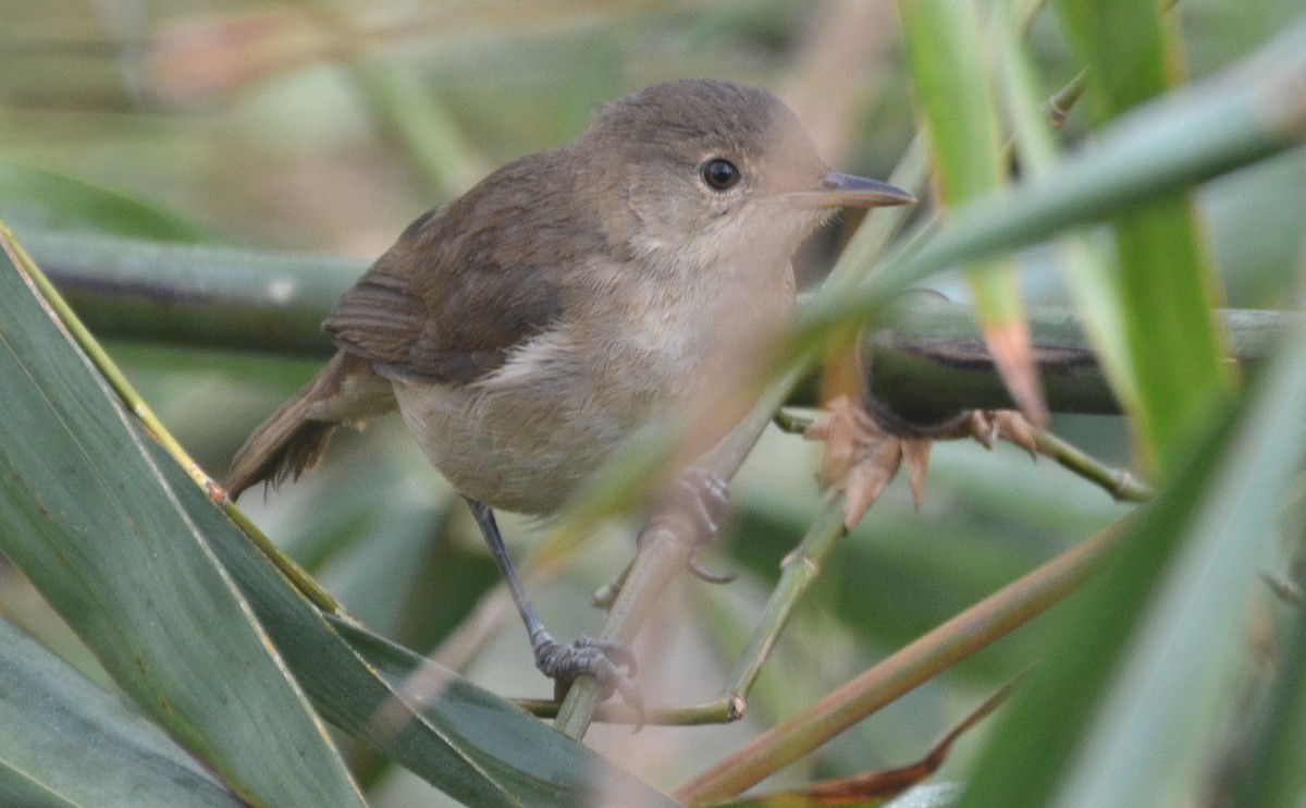 Greater Swamp Warbler - ML638541032