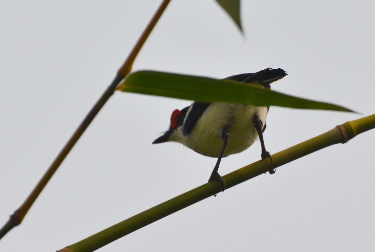 Brown-throated Wattle-eye - ML638541047
