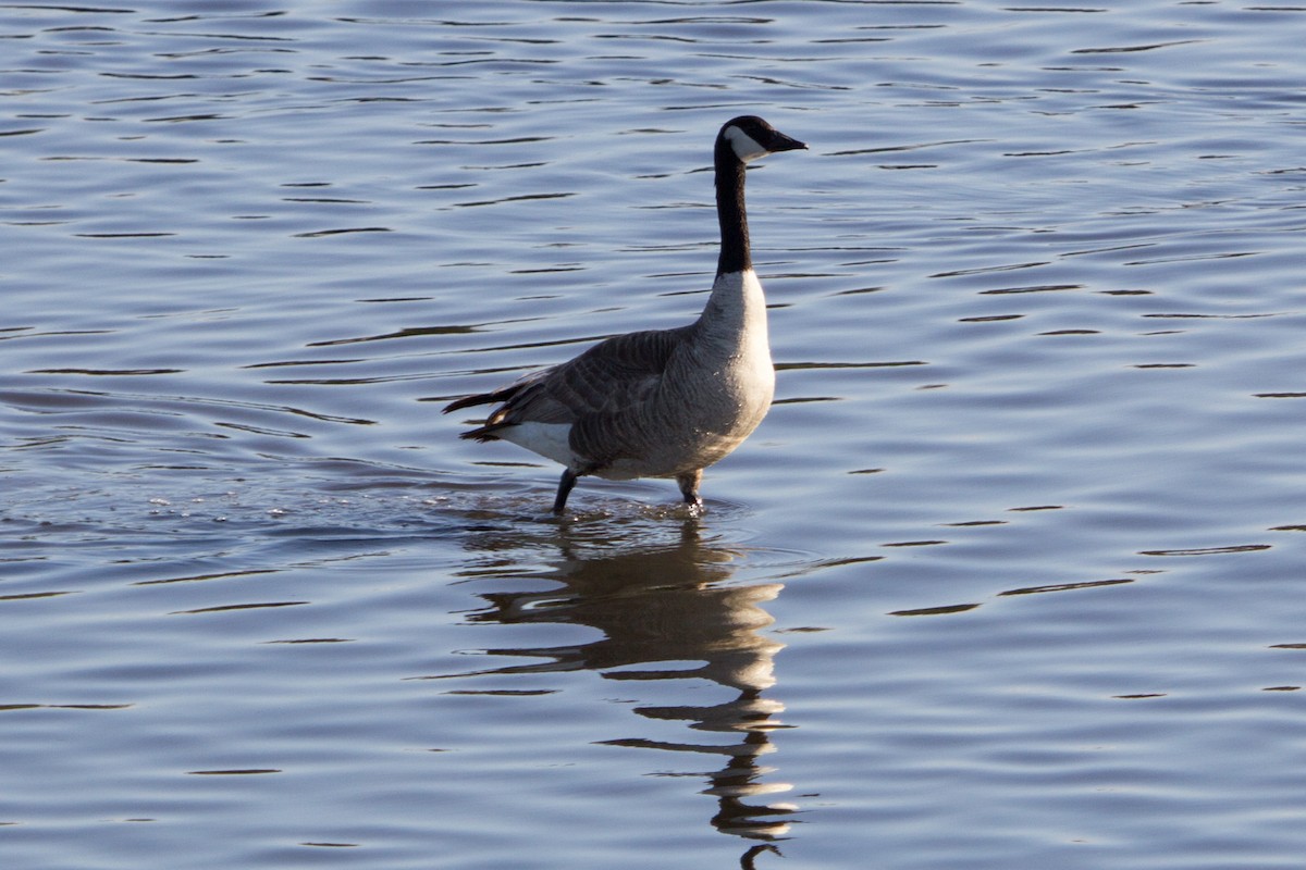 Canada Goose - ML638541052