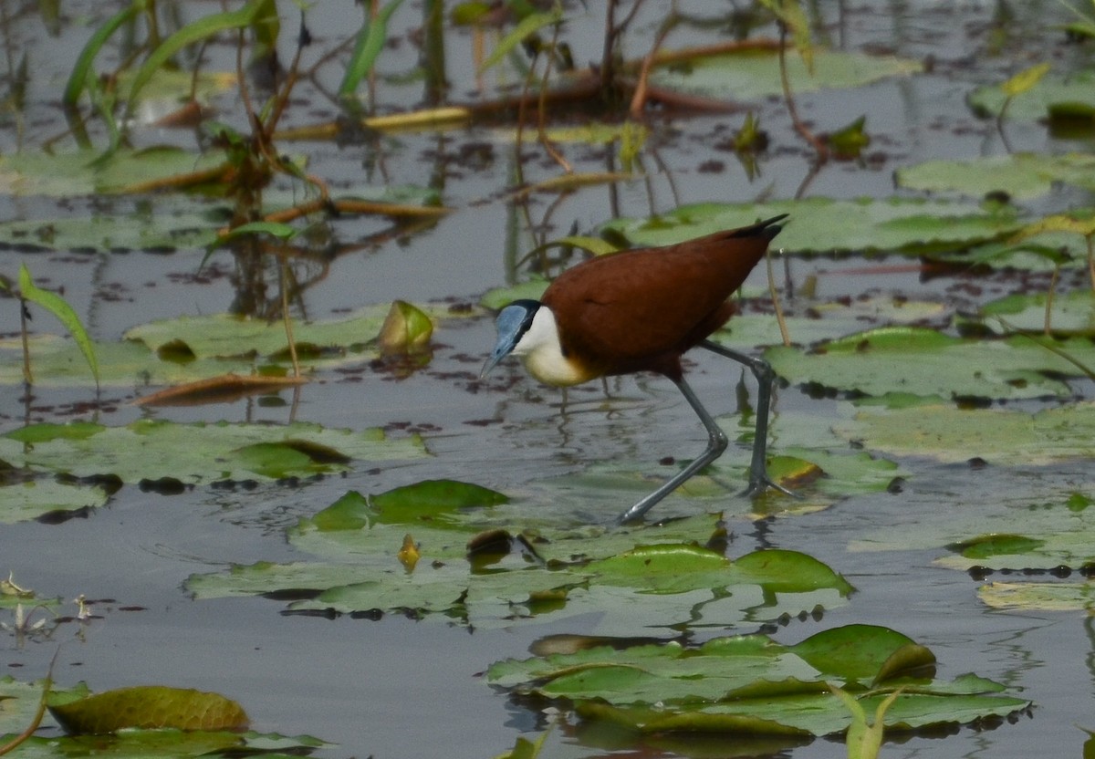 African Jacana - ML638541054