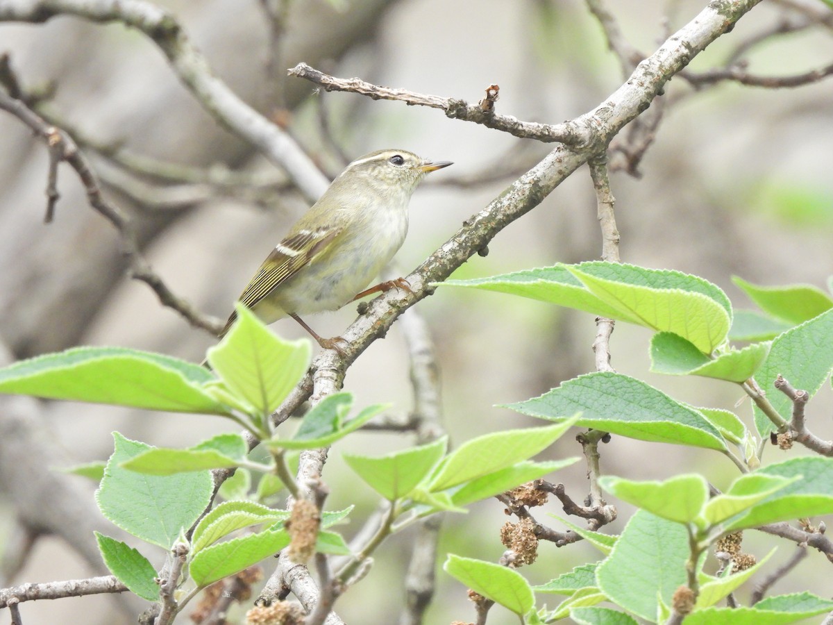 Yellow-browed Warbler - ML638541125