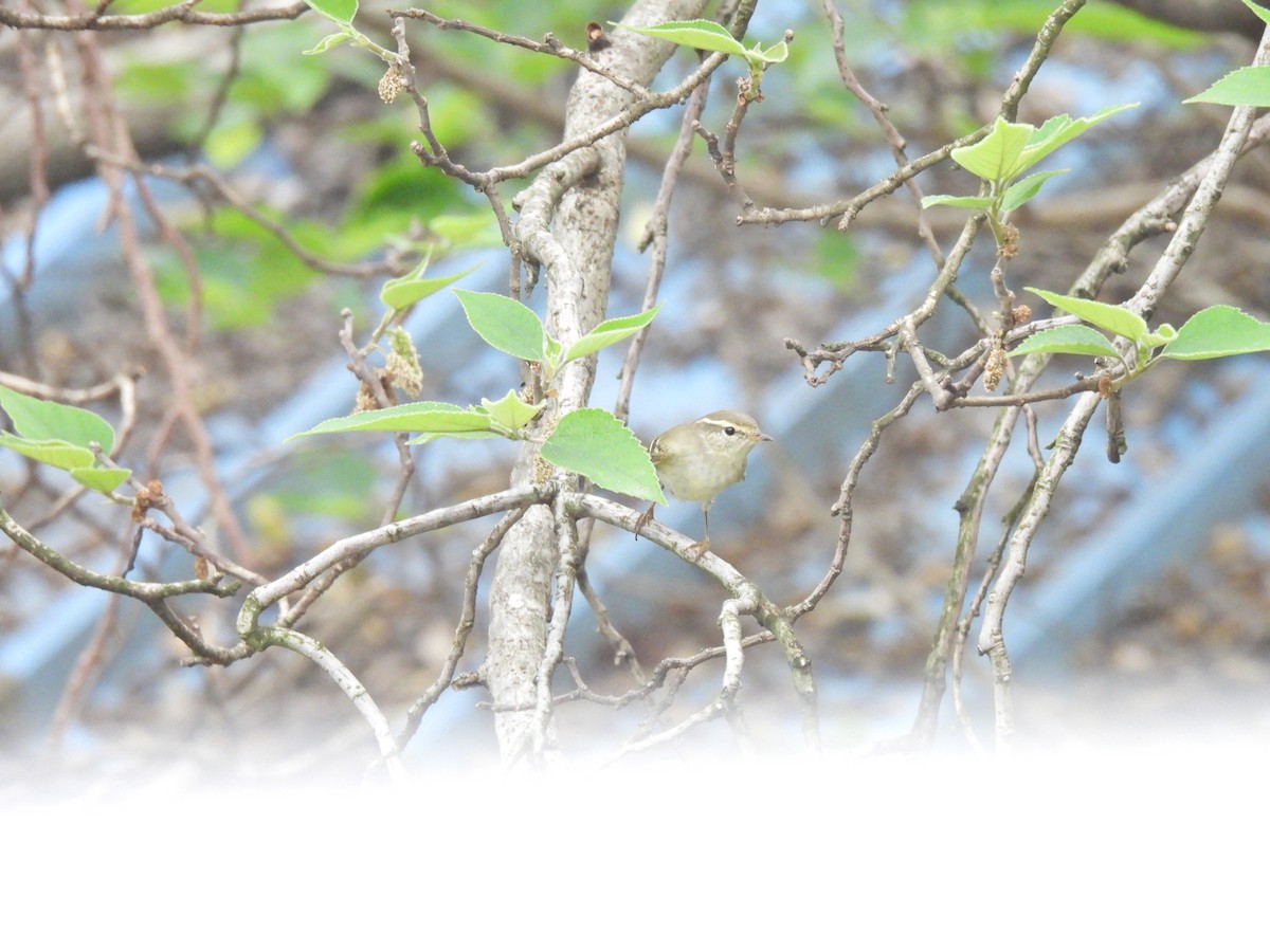 Yellow-browed Warbler - ML638541126