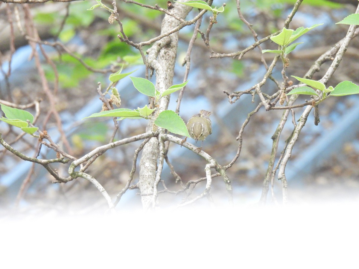 Yellow-browed Warbler - ML638541127