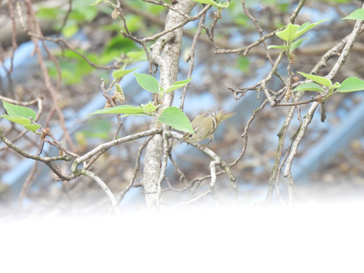 Yellow-browed Warbler - ML638541128